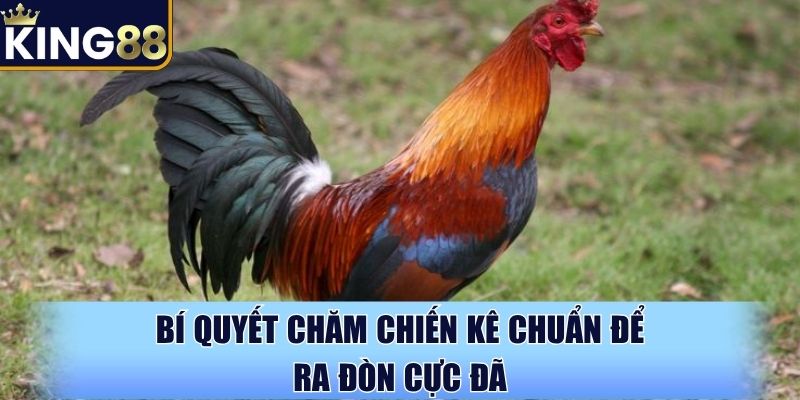 Bí quyết chăm chiến kê chuẩn để ra đòn cực đã