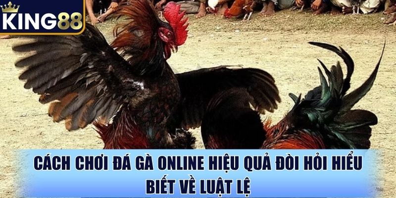 Cách chơi đá gà online hiệu quả đòi hỏi hiểu biết về luật lệ Cách chơi đá gà online hiệu quả đòi hỏi hiểu biết về luật lệ