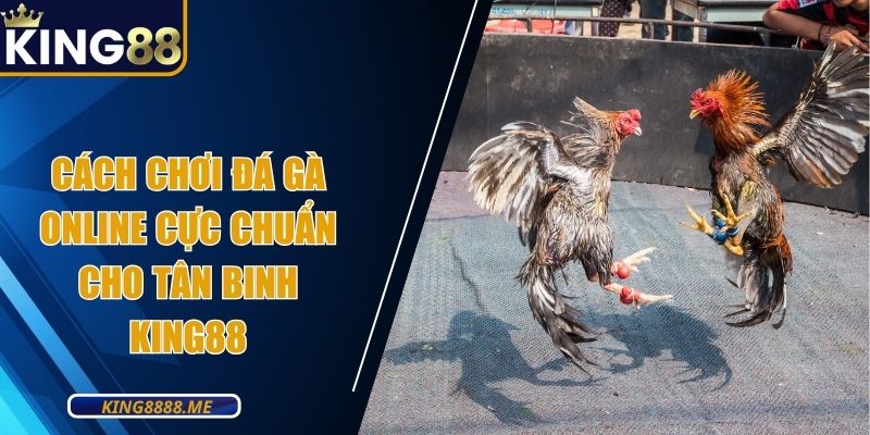 Cách Chơi Đá Gà Online Cực Chuẩn Cho Tân Binh King88
