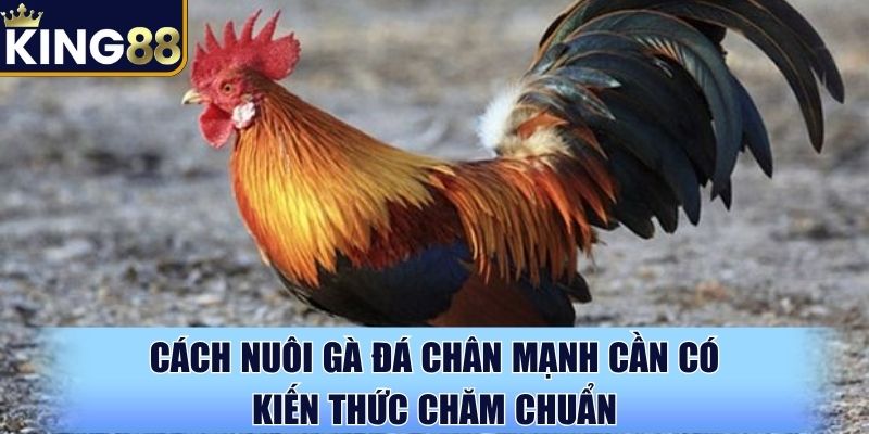 Cách nuôi gà đá chân mạnh cần có kiến thức chăm chuẩn