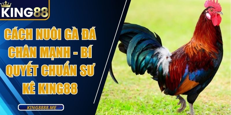 Cách Nuôi Gà Đá Chân Mạnh - Bí Quyết Chuẩn Sư Kê King88