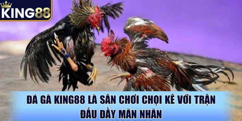 Đá gà King88 là sân chơi chọi kê với trận đấu đầy mãn nhãn Đá gà King88 là sân chơi chọi kê với trận đấu đầy mãn nhãn