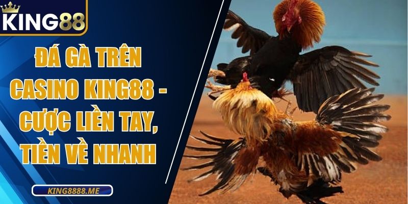 Đá Gà Trên Casino King88 - Cược Liền Tay, Tiền Về Nhanh