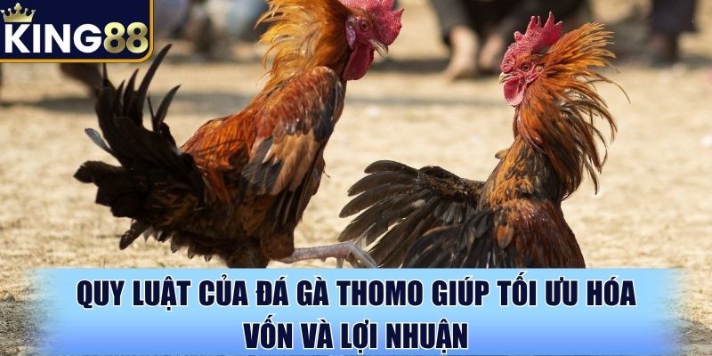 Quy luật của đá gà Thomo giúp tối ưu hóa vốn và lợi nhuận Quy luật của đá gà Thomo giúp tối ưu hóa vốn và lợi nhuận