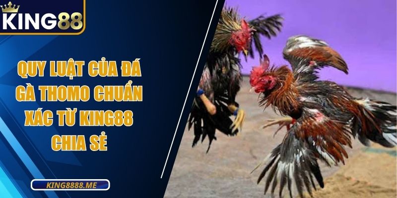 Quy Luật Của Đá Gà Thomo Chuẩn Xác Từ King88 Chia Sẻ
