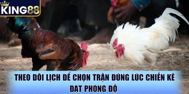 Theo dõi lịch để chọn trận đúng lúc chiến kê đạt phong độ Theo dõi lịch để chọn trận đúng lúc chiến kê đạt phong độ